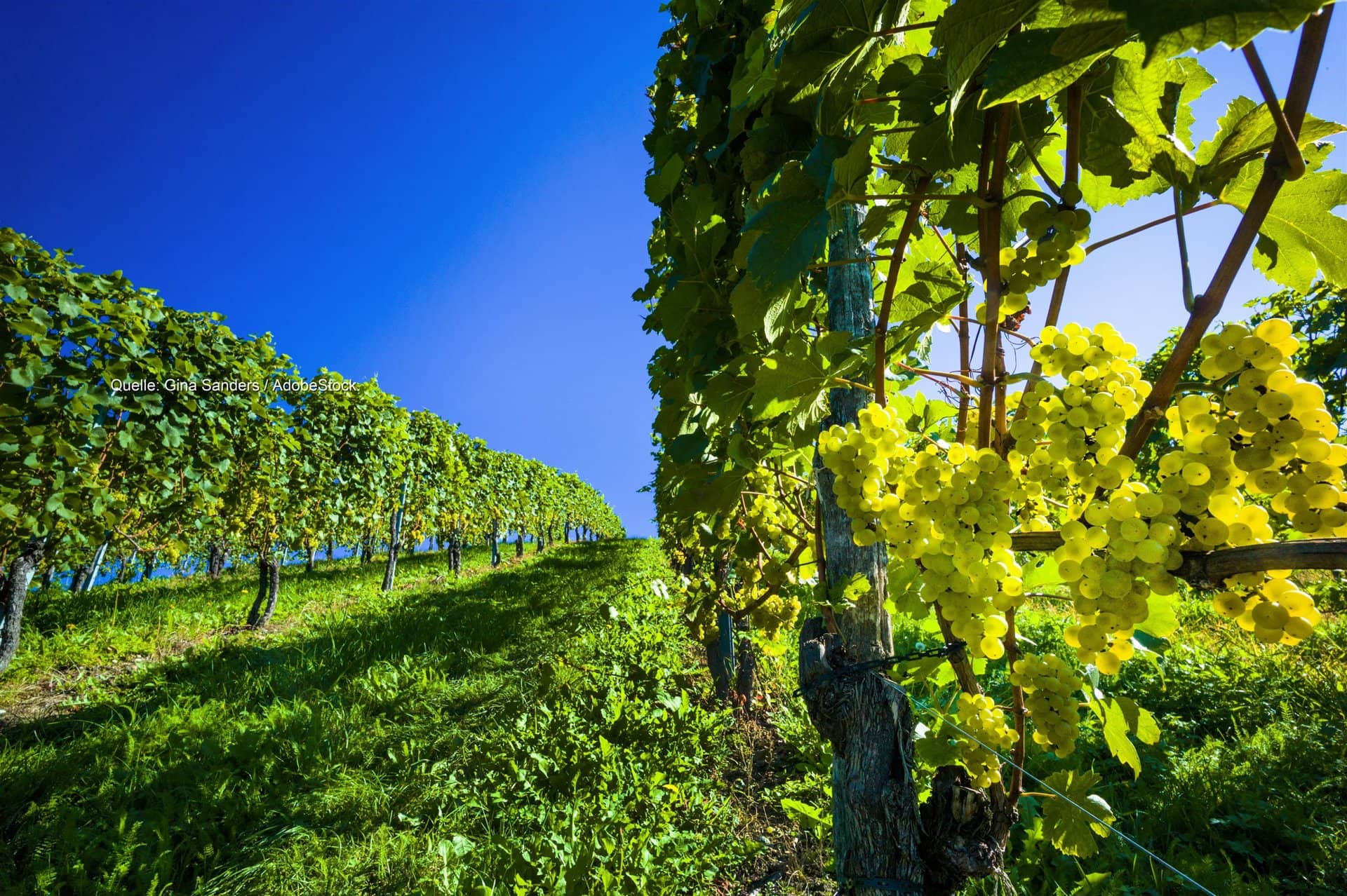 Dürre in Deutschlands Weinbergen: Kleinere Beeren, weniger Wein