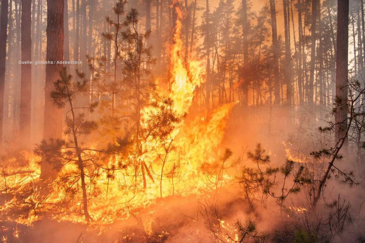 Waldbrandgefahr im Nordosten: Stufe 5 zur Wochenmitte möglich