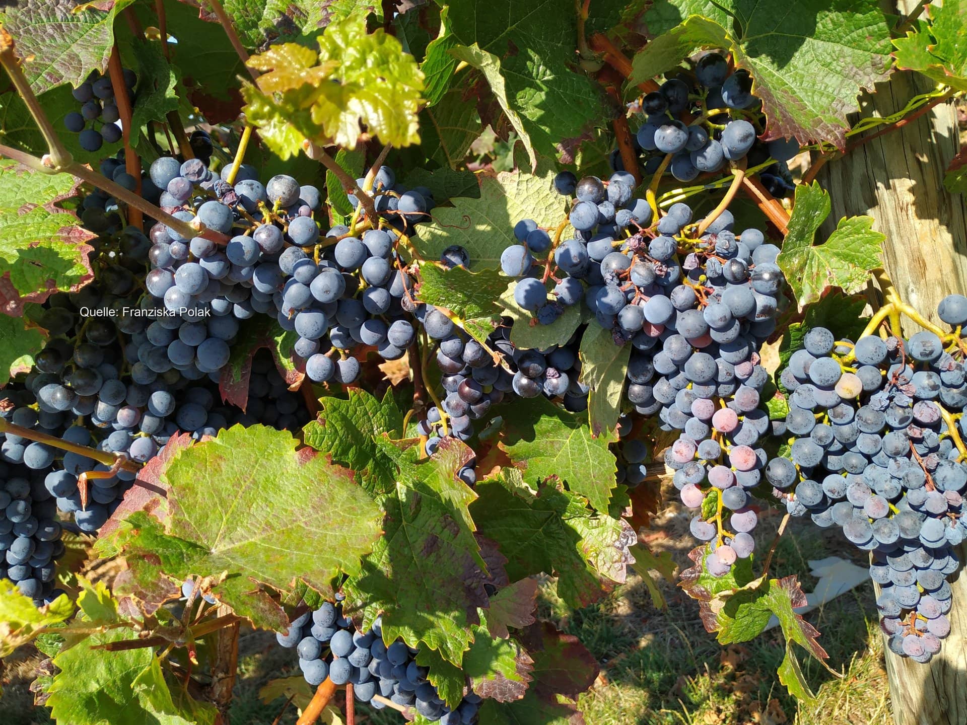 Weinlese so früh wie nie: Deutschlands Winzer unter Zeitdruck