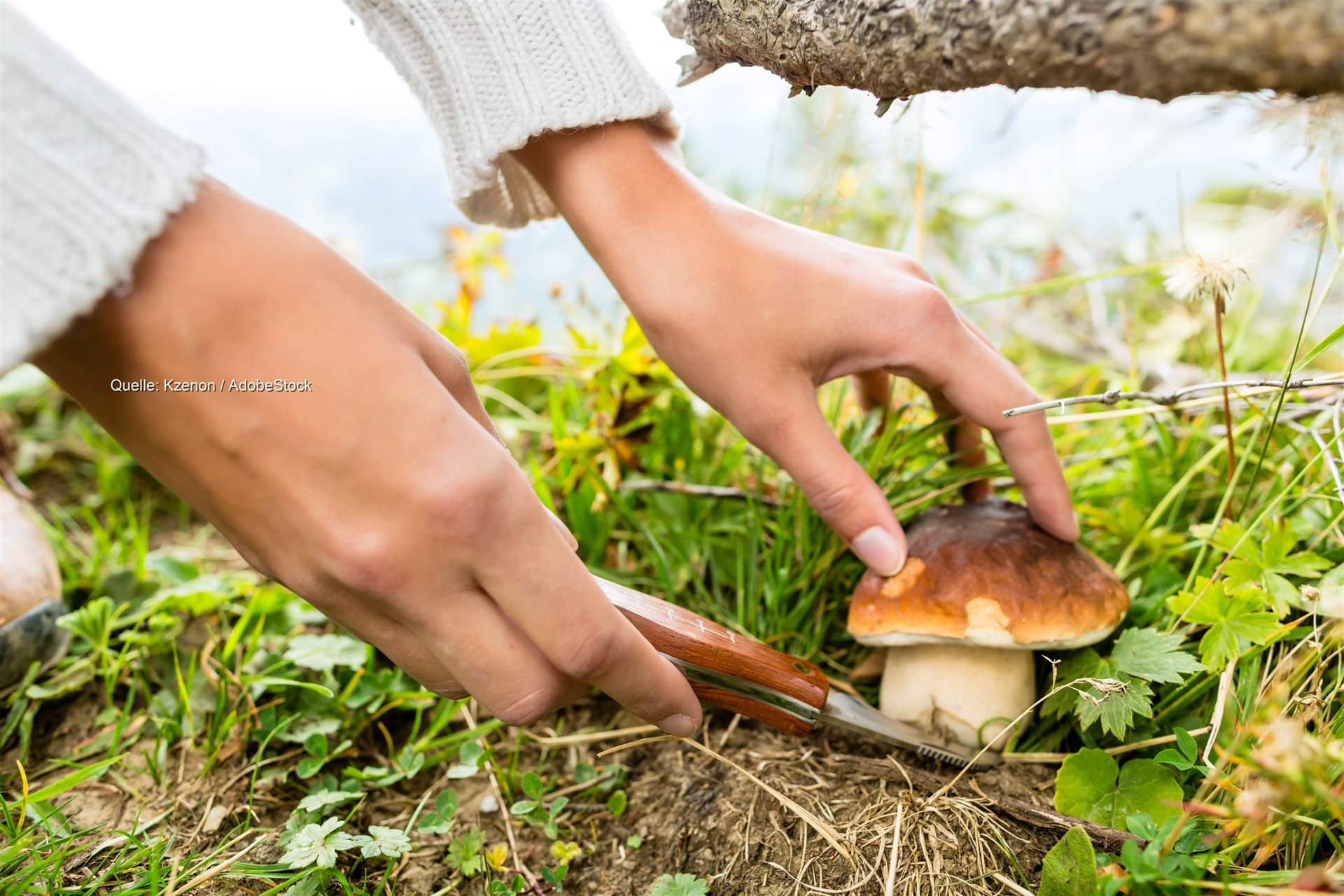 Regen weckt die Pilze: Sammelsaison im Westen startet spät
