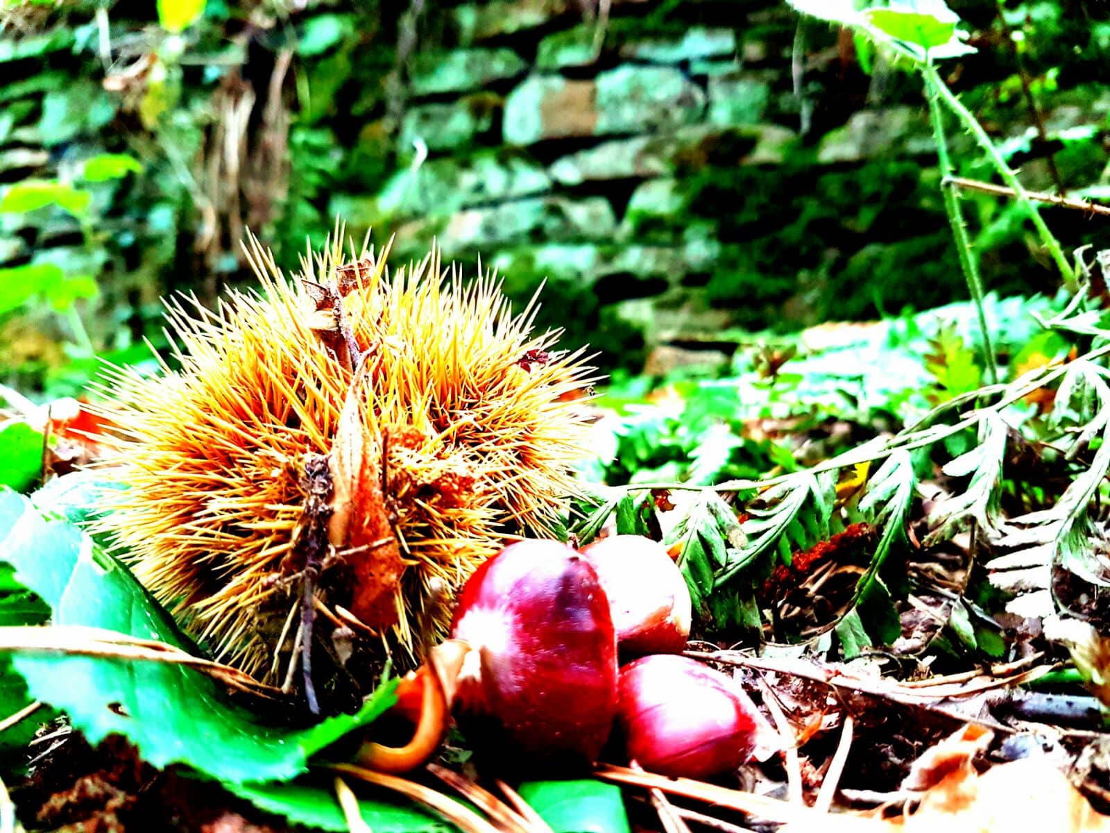 Herbstbilanz: Von Spätsommer bis Flockenwirbel