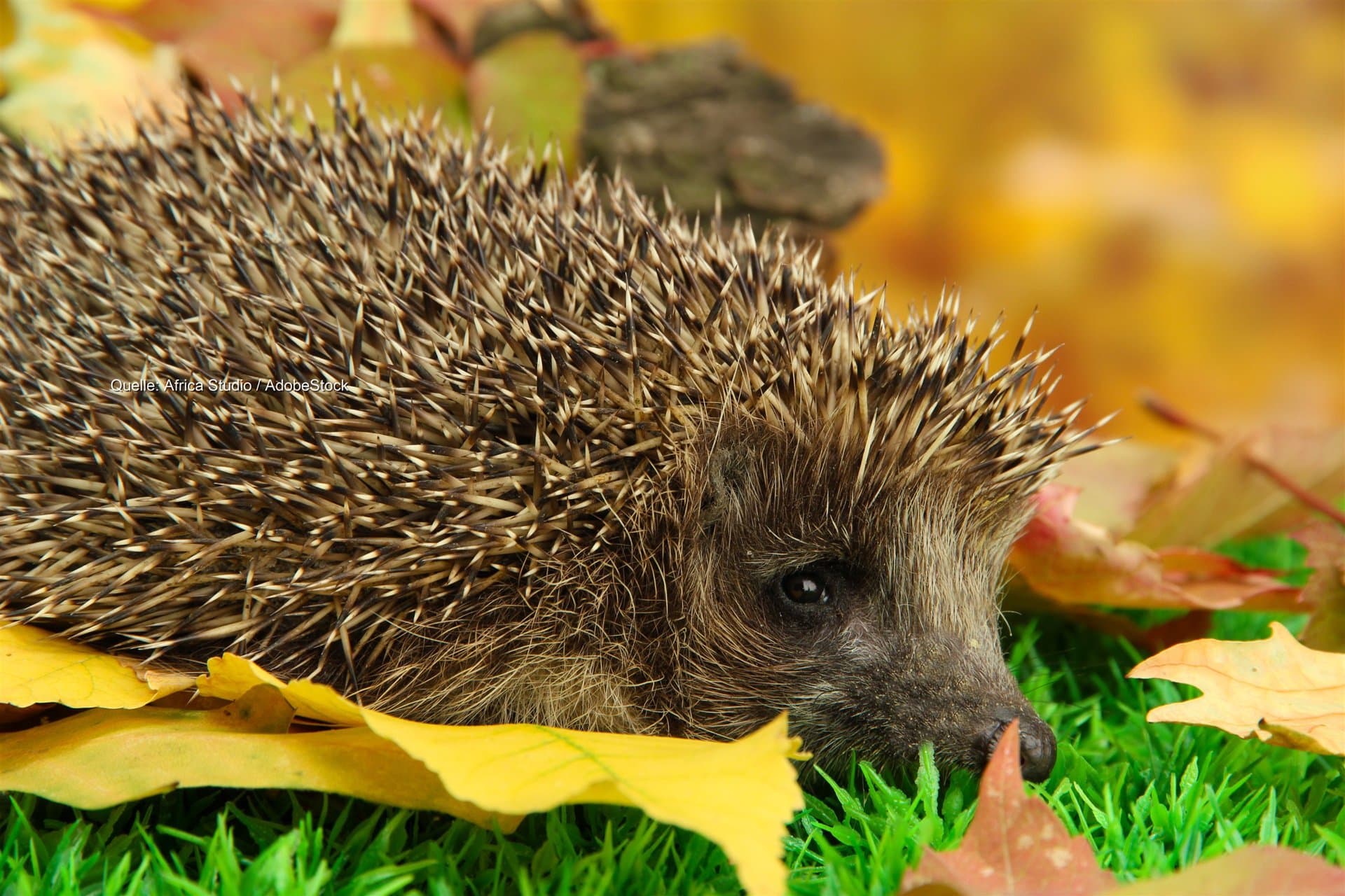 Nach dem Dürresommer: Igel zu leicht für den Winterschlaf