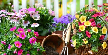 Gartenlexikon Juni: Balkongärtnerei