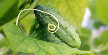 Gartenlexikon Juni: Gurken