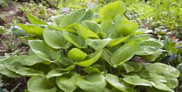 Gartenlexikon August: Schattenpflanzen