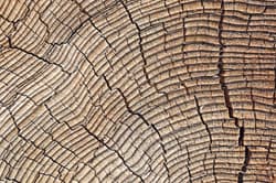 Dendro-Klimatologie