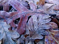 Frostperiode