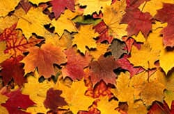 Herbstfärbung