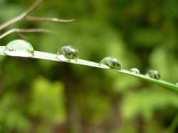 Hydrometeore