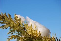 Kernloser Winter