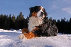 Lawinenhund