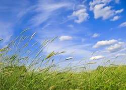 Mittlerer Wind