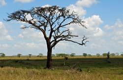 Savannenklima