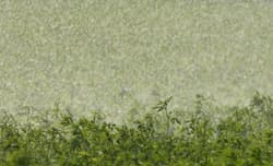 Sommerregen