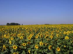 Sommertag