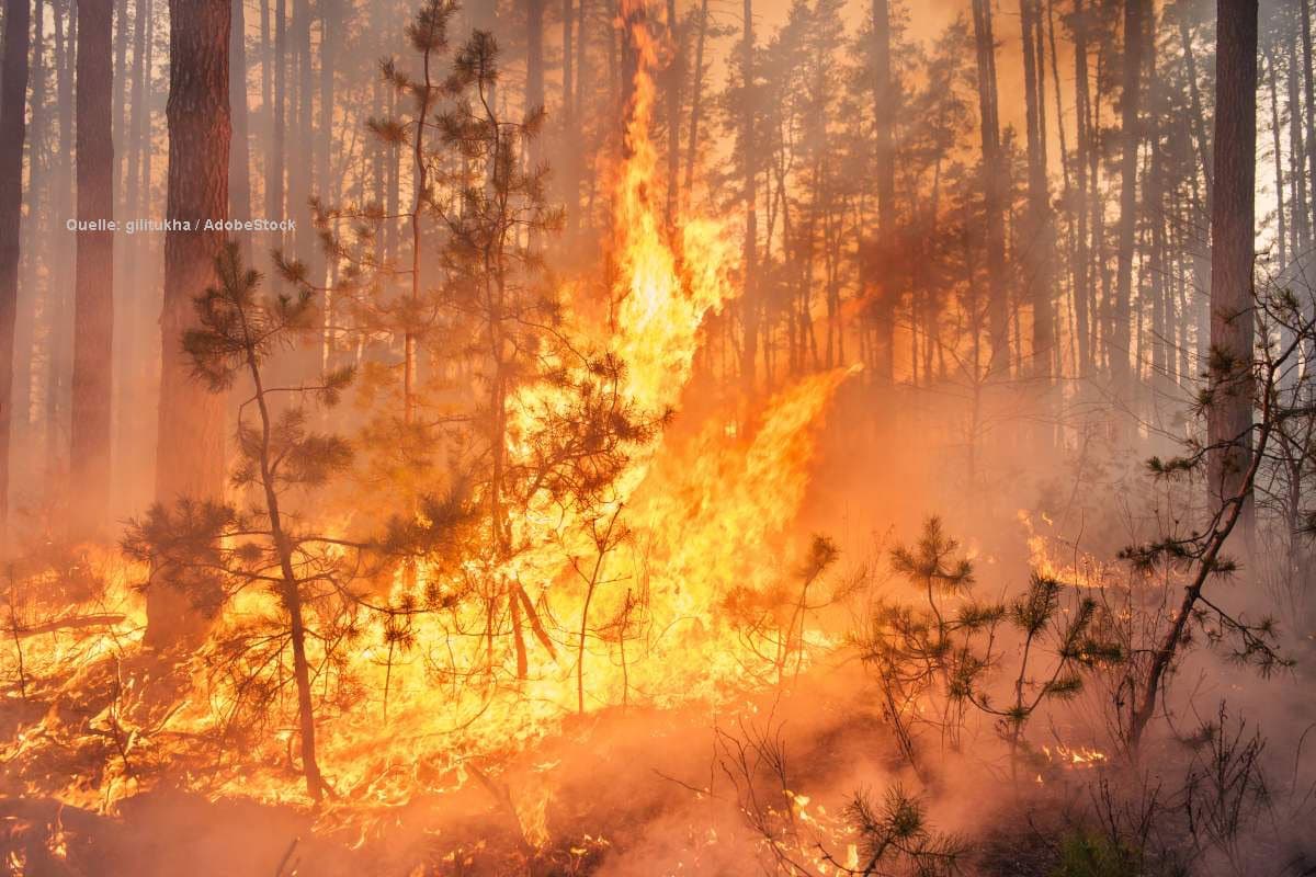 Waldbrandgefahr im Nordosten: Stufe 5 zur Wochenmitte möglich