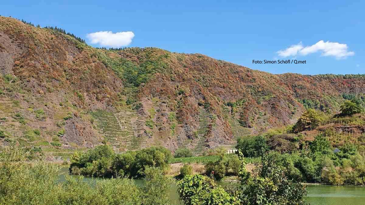 Dürre trifft Frankens Weinlese: ein Viertel weniger Ertrag